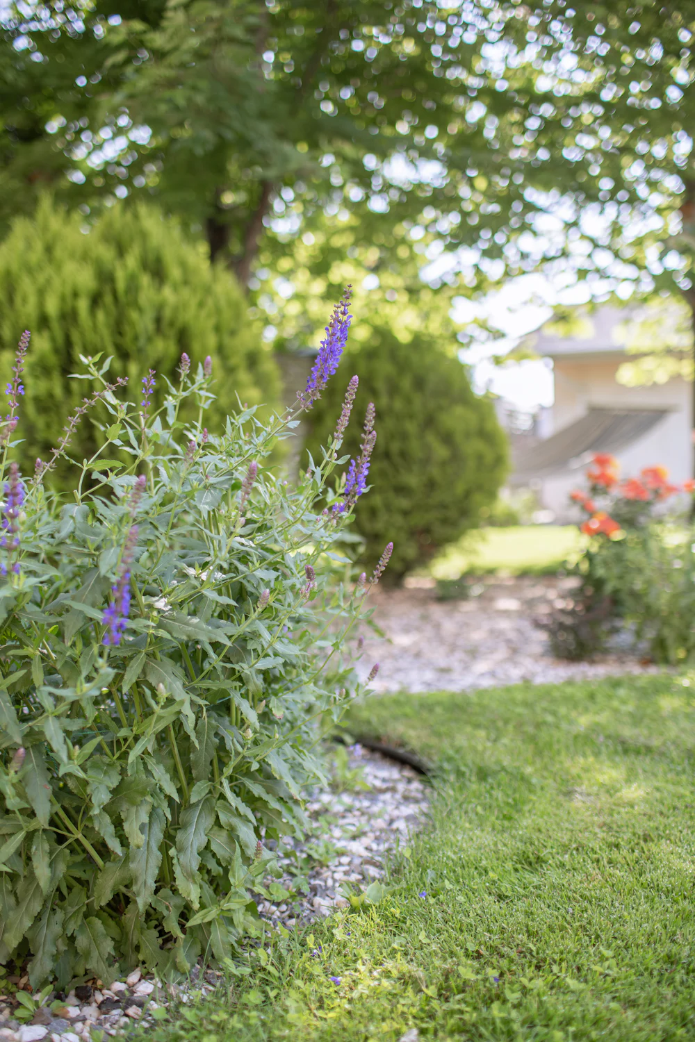 Purple salvia in bloom beside a gravel path, with round cedars, a lawn, a hammock, and orange roses behind.