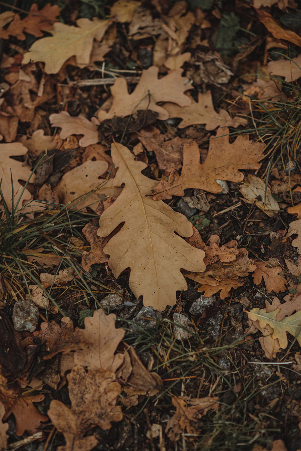 Pale tan oak leaves lie on a bed of darker fallen leaves.