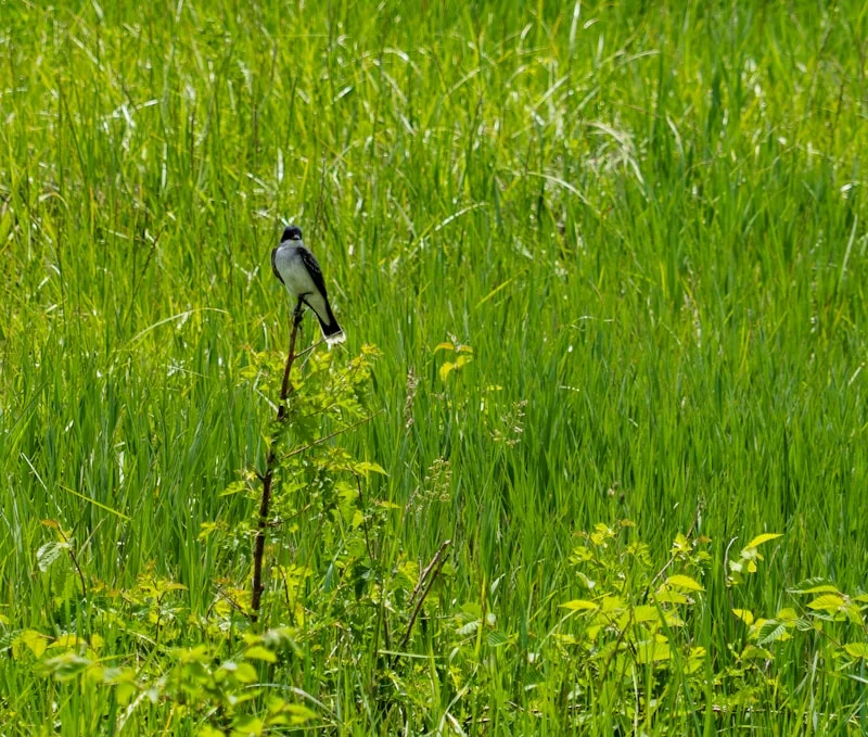 Wide blue prairie lake surrounded by native grassland and marsh