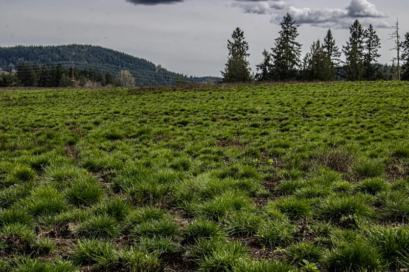 Golden grassy hillside in the Qu'Appelle Valley at sunset