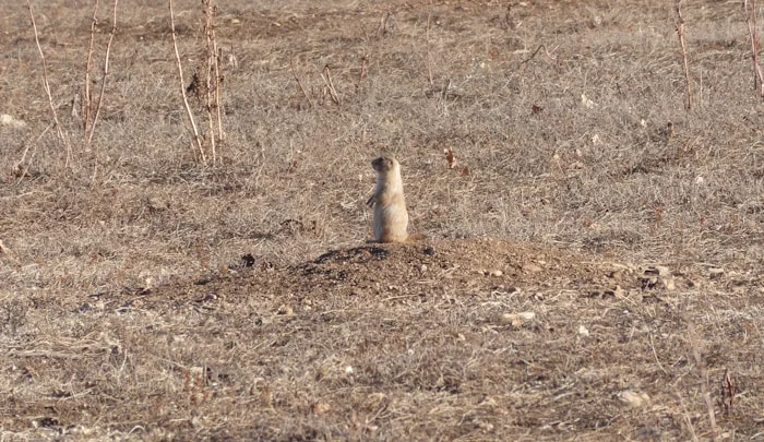 Researcher crouching in a field, taking notes on prairie plant species